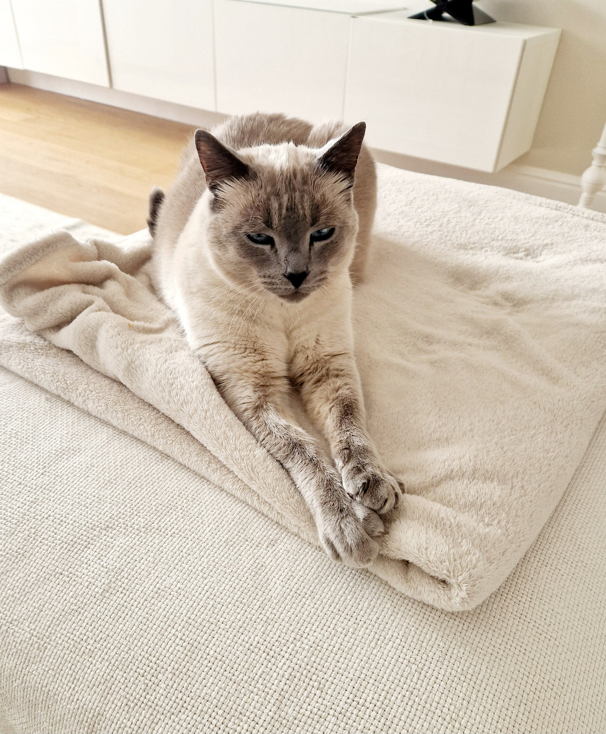 NOREVIO FurClean utilisée sur des vêtements pour retirer les poils de chat